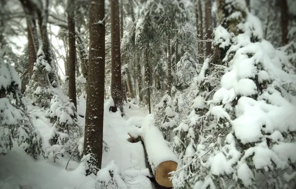 Picture Winter, Snow, Forest, Trail, Frost, Winter, Snow, Forest