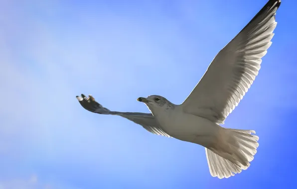 The sky, Seagull, flight. wings