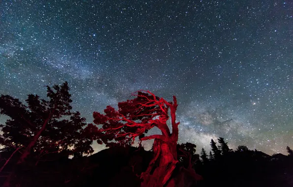 The sky, stars, light, trees, night, CA, USA, National reserve Tahoe