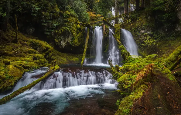 Trees, Park, waterfall, moss, USA, Silver Falls State Park