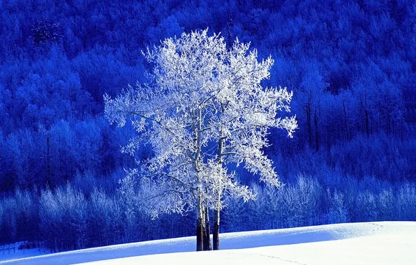 Picture Winter, Snow, Forest, Canada, Canada, Winter, Snow, British Columbia