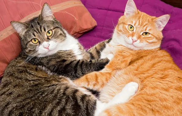Picture cat, two, cats