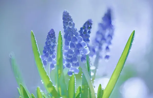 Muscari, Viper onion, hyacinth mouse