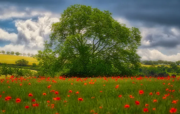 Greens, field, summer, the sky, clouds, flowers, blue, tree