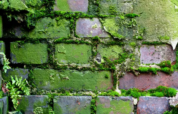 Picture wall, pattern, brick, moss