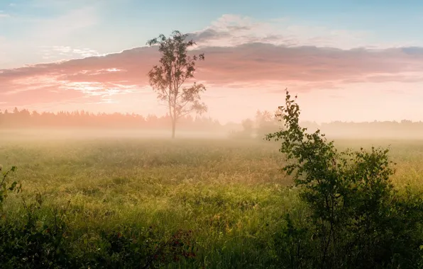 Field, forest, summer, the sky, grass, clouds, trees, landscape