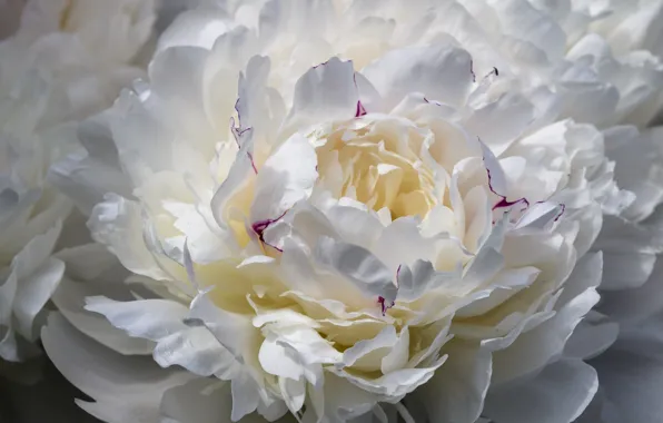 White, macro, petals, peony