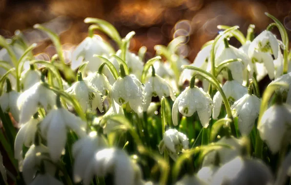 Picture drops, light, flowers, Rosa, glade, spring, snowdrops, white