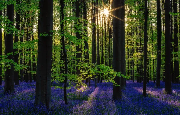 Picture forest, the sun, trees, flowers, nature, spring