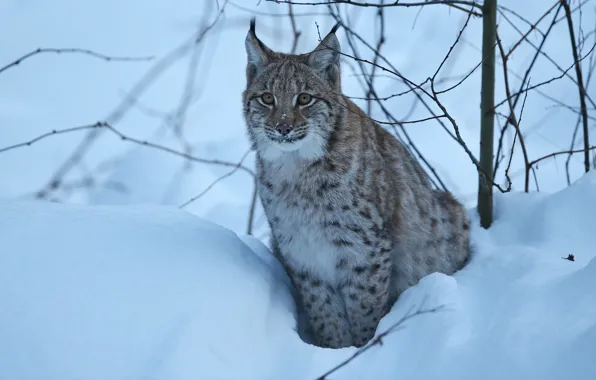 Picture winter, look, snow, branches, lynx, wild cat