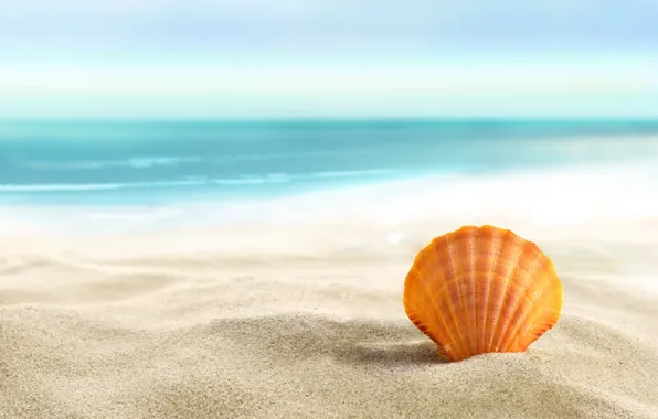 Sand, sea, beach, summer, the sun, shell, beach, sand