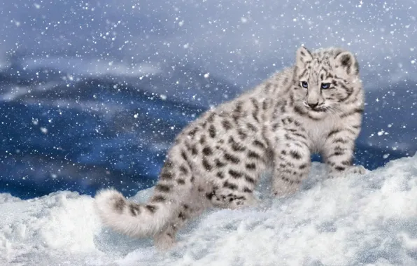 Winter, snow, rendering, IRBIS, snow leopard, kitty