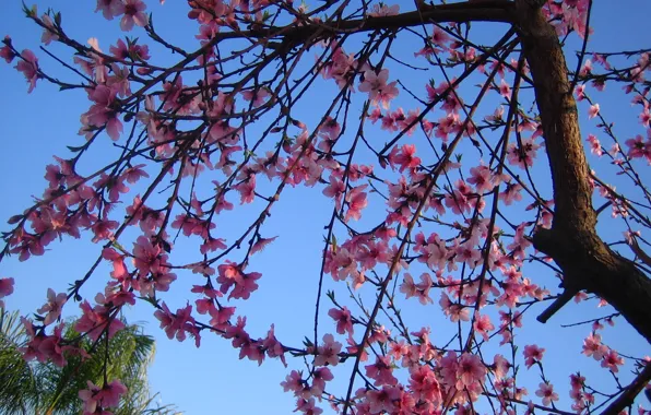 Picture tree, spring, flowering, trees, Spring, blossoms, flowering