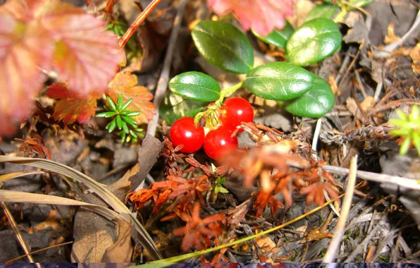 Picture greens, plants, cloudberry, tundra