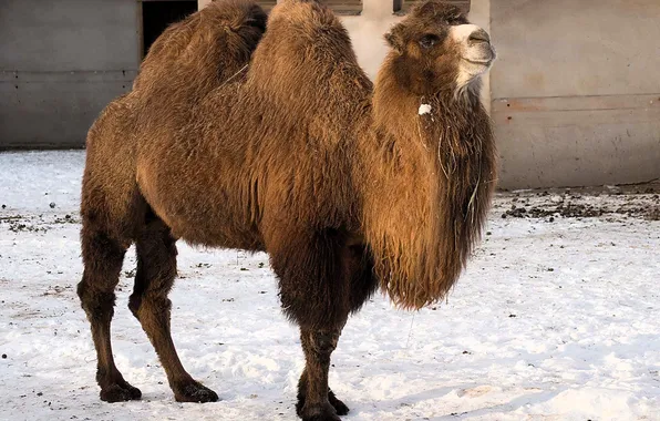 Winter, snow, the building, camel, double-humped