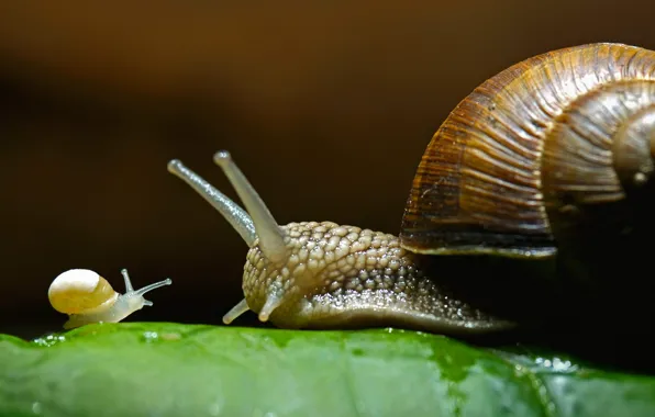 Picture family, house, grape snail