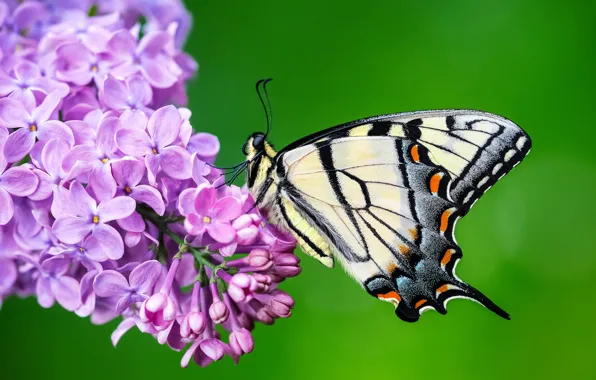 Picture macro, flowers, green, background, butterfly, insect, lilac, lilac