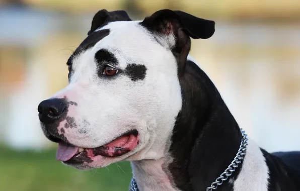 Picture dog, amstaff, face, black and white, chain, collar, spotted