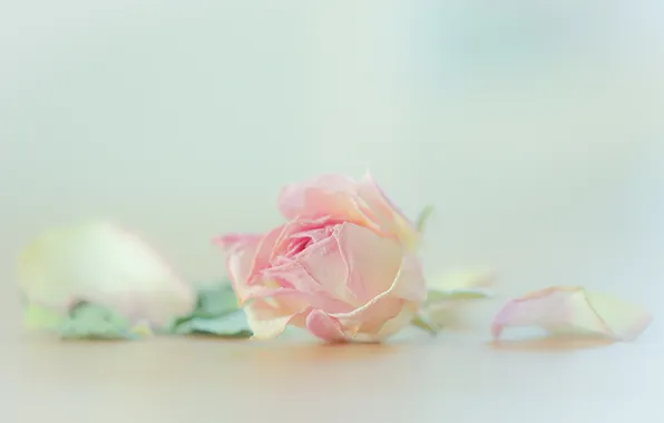 Flower, background, rose
