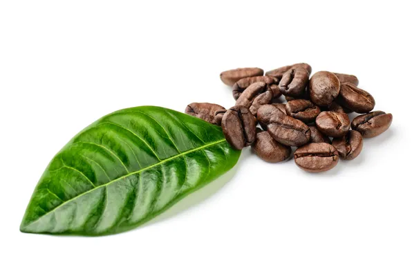 Picture coffee, leaf, white background, grain