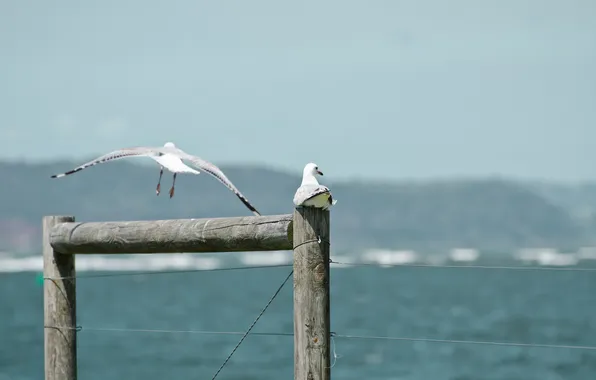 Sea, nature, bird