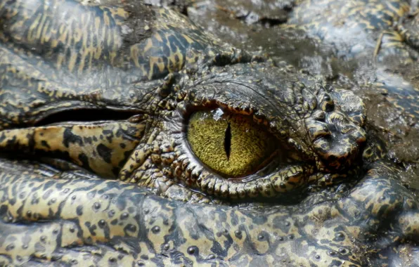 Eyes, Australia, Predator, Crocodile, Reptile, Australia, Animal, Crocodile