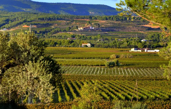Field, the sun, Sant Martí Sarroca, Spain, greens, plantation