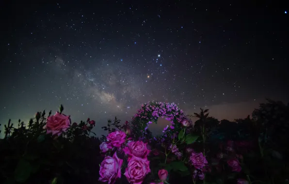Space, stars, flowers, night, space, roses, the milky way