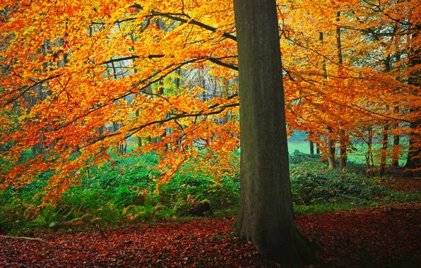 Autumn, forest, leaves, tree, the bushes