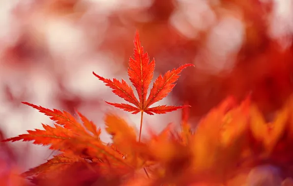 Picture leaves, nature, color