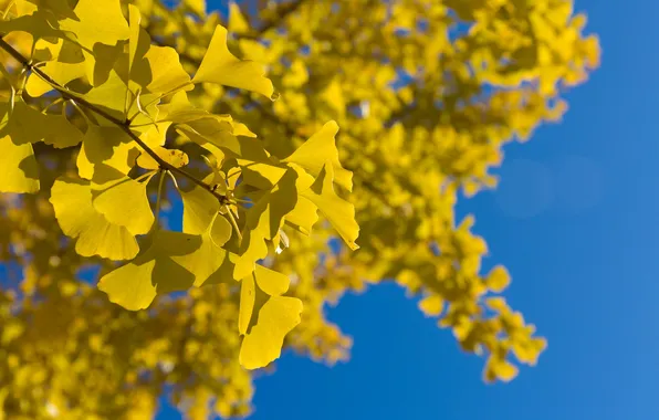 Picture autumn, leaves, macro, Ginkgo
