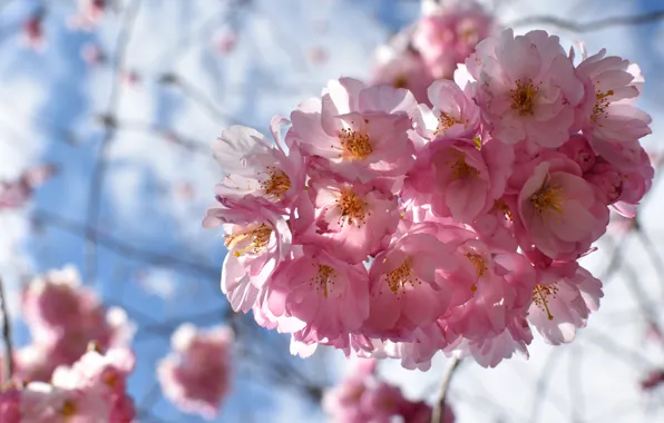 The sky, light, flowers, cherry, branch, spring, petals, Sakura