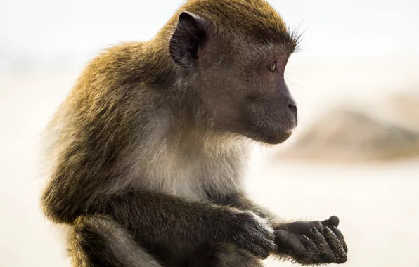 Monkey, animal, portrait, mammal, malaysia, kuantan