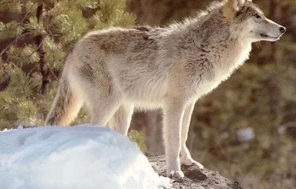 Nature, predator, animal, wolf, wildlife, portrait, portrait., Canis lupus. face
