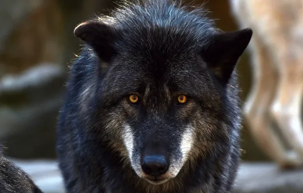 Nature, predator, animal, wolf, wildlife, portrait, portrait., Canis lupus. face