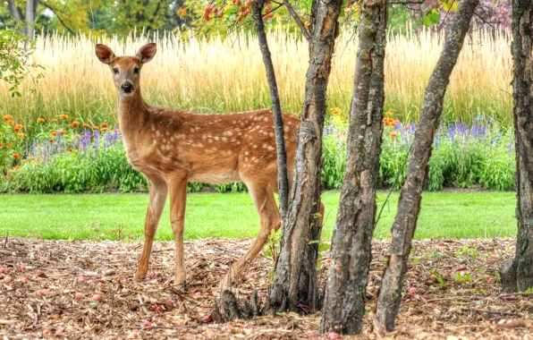 Eyes, deer, ROE