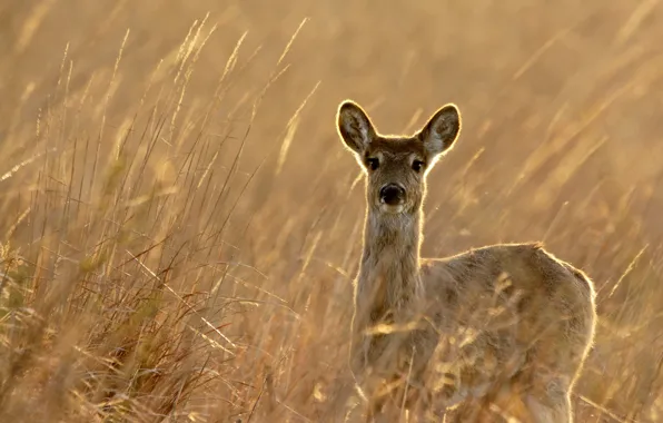 Picture autumn, nature, deer