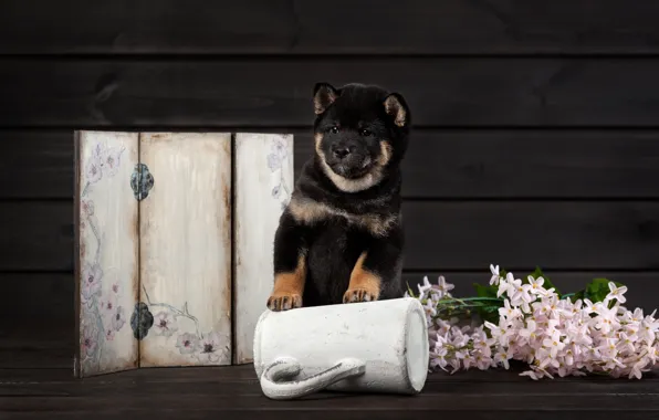 Flowers, dog, puppy, Shiba inu, Olga Smirnova