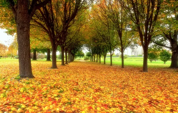 Picture autumn, nature, Park, foliage