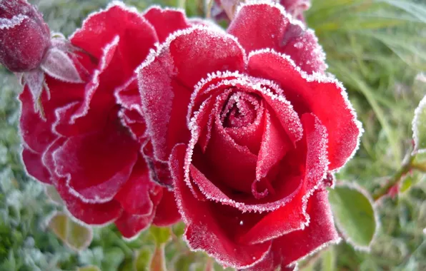 Frost, roses, buds