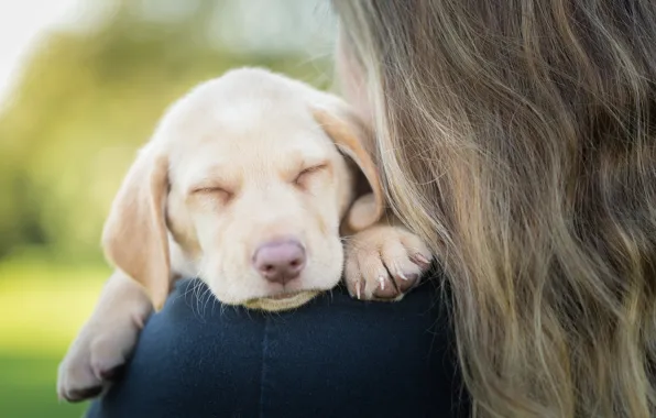 Picture baby, puppy, face, doggie