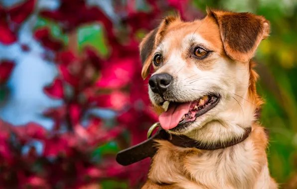 Picture face, dog, collar, bokeh