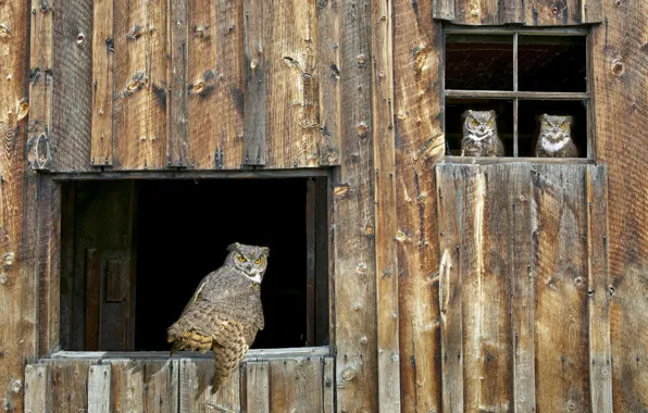 Picture owl, window, the barn