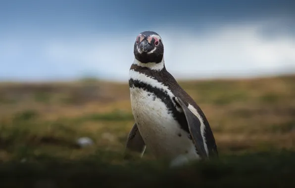 The sky, look, penguin, color, Antarctic Penguins