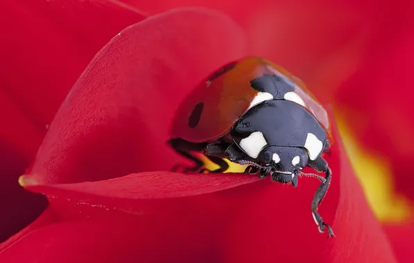 Macro, flowers, ladybug