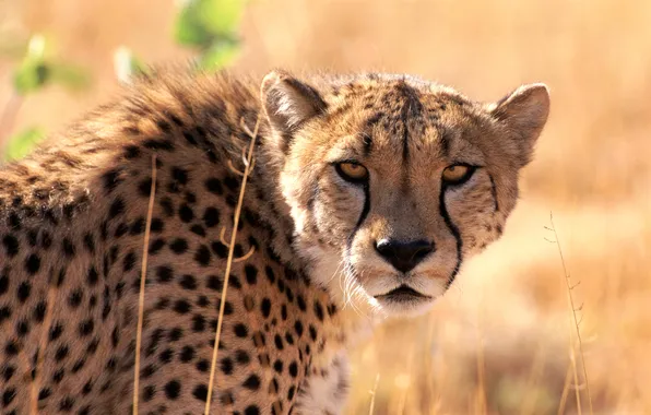 Picture grass, eyes, look, face, Cheetah, Savannah, Africa