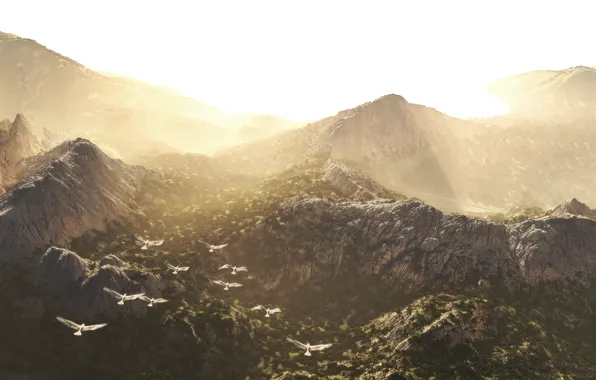 Picture flight, mountains, bird