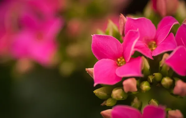 Flowers, pink, buds, Kalanchoe, kalanchoe