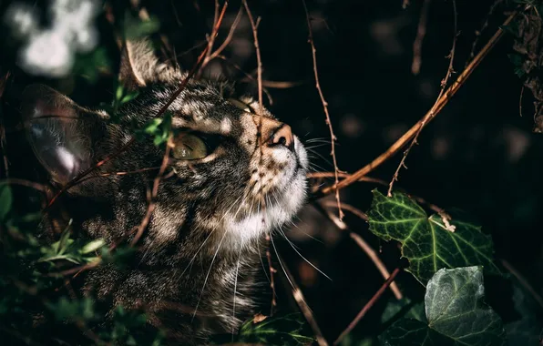 Picture cat, look, leaves, hunting, striped