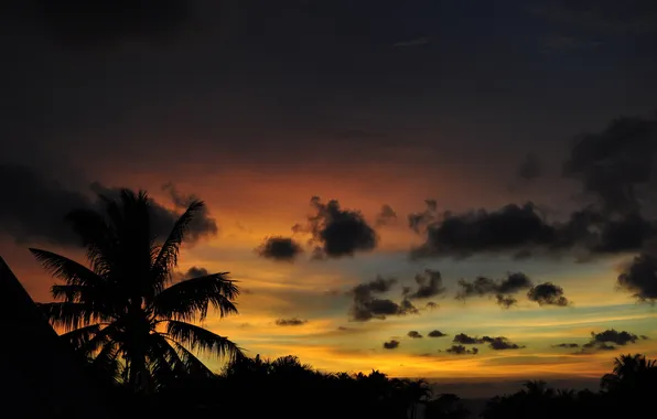 Sunset, nature, palm trees, the sun, landscape. the evening